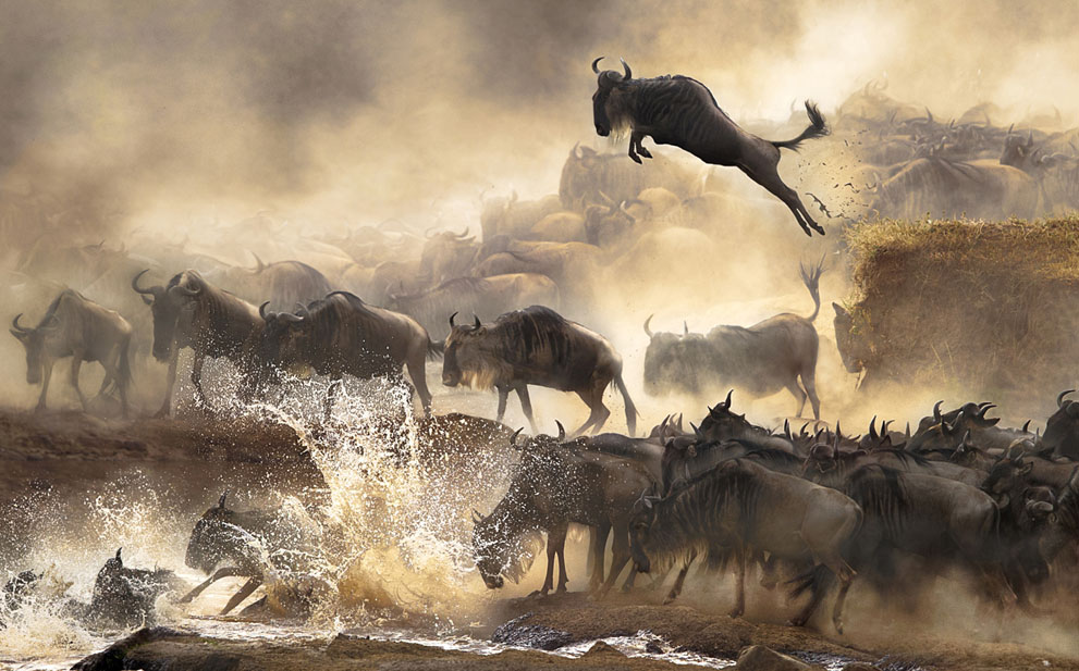 MAASAI MARA